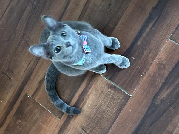 /Images/uploads/Friends of Seal Beach Animal Care Center/2022sbacc/entries/21677thumb.jpg